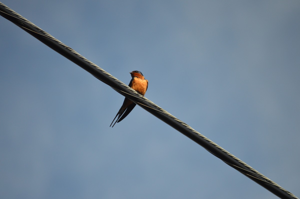 Barn Swallow - ML619586664