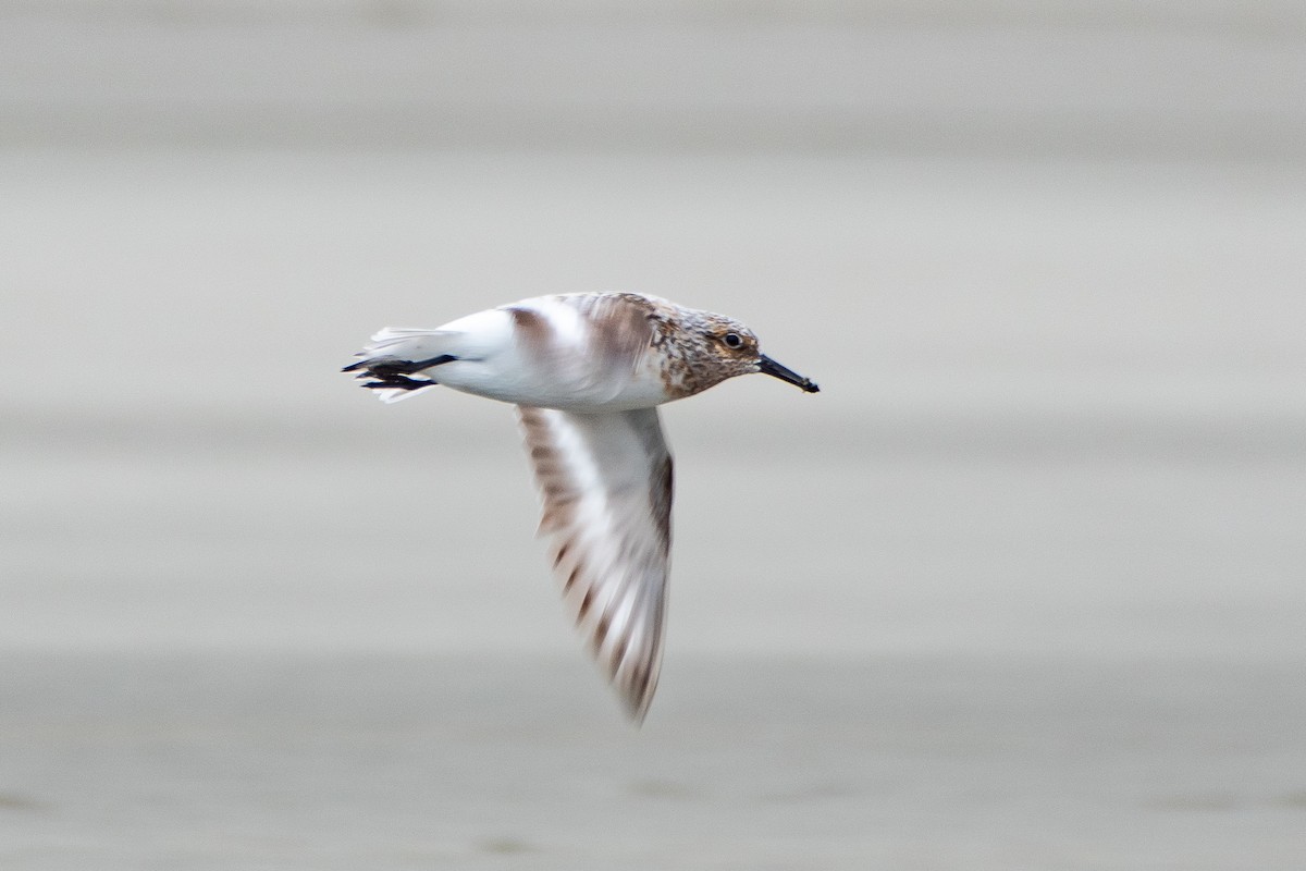 Sanderling - Brandon Lloyd