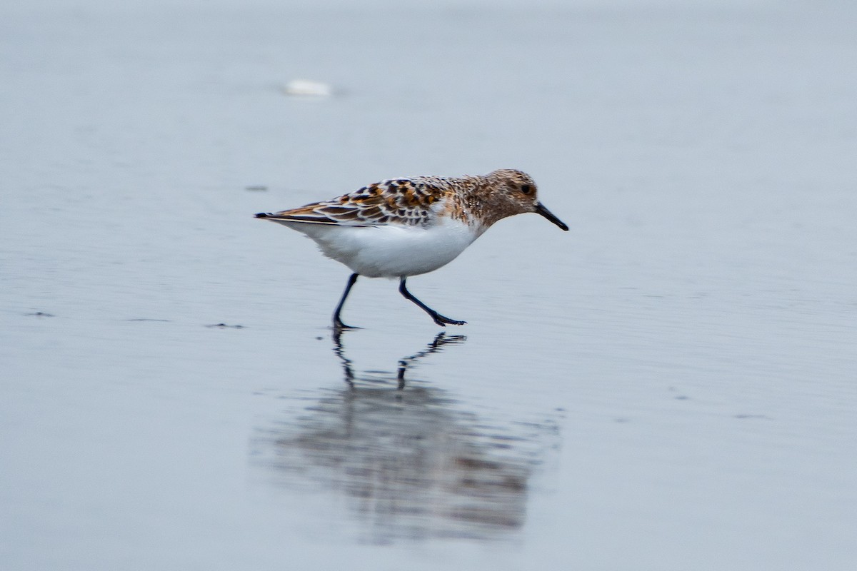 Sanderling - Brandon Lloyd