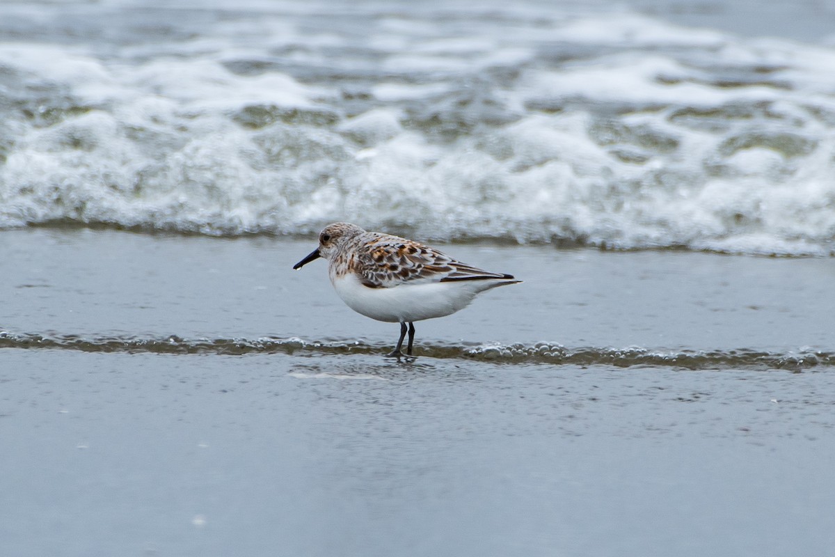 Sanderling - Brandon Lloyd