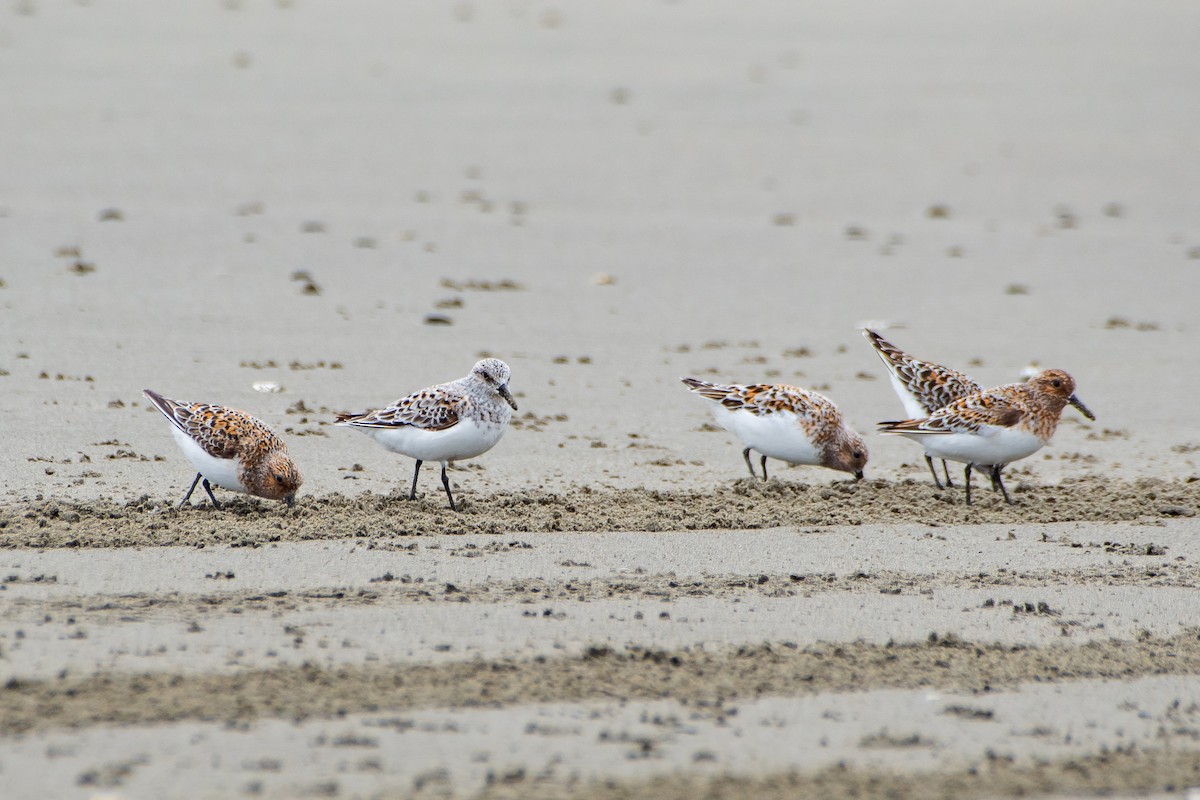 Sanderling - Brandon Lloyd