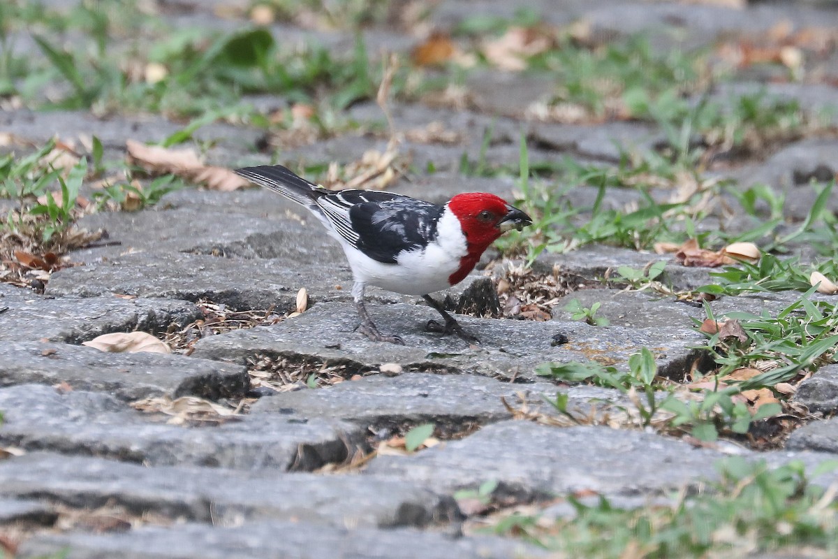 Red-cowled Cardinal - ML619586673