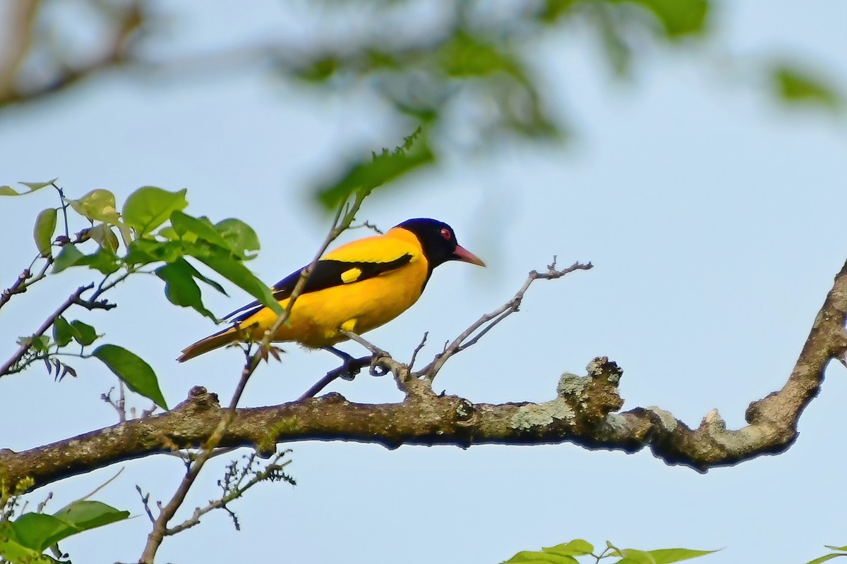 Black-hooded Oriole - Eileen Gibney