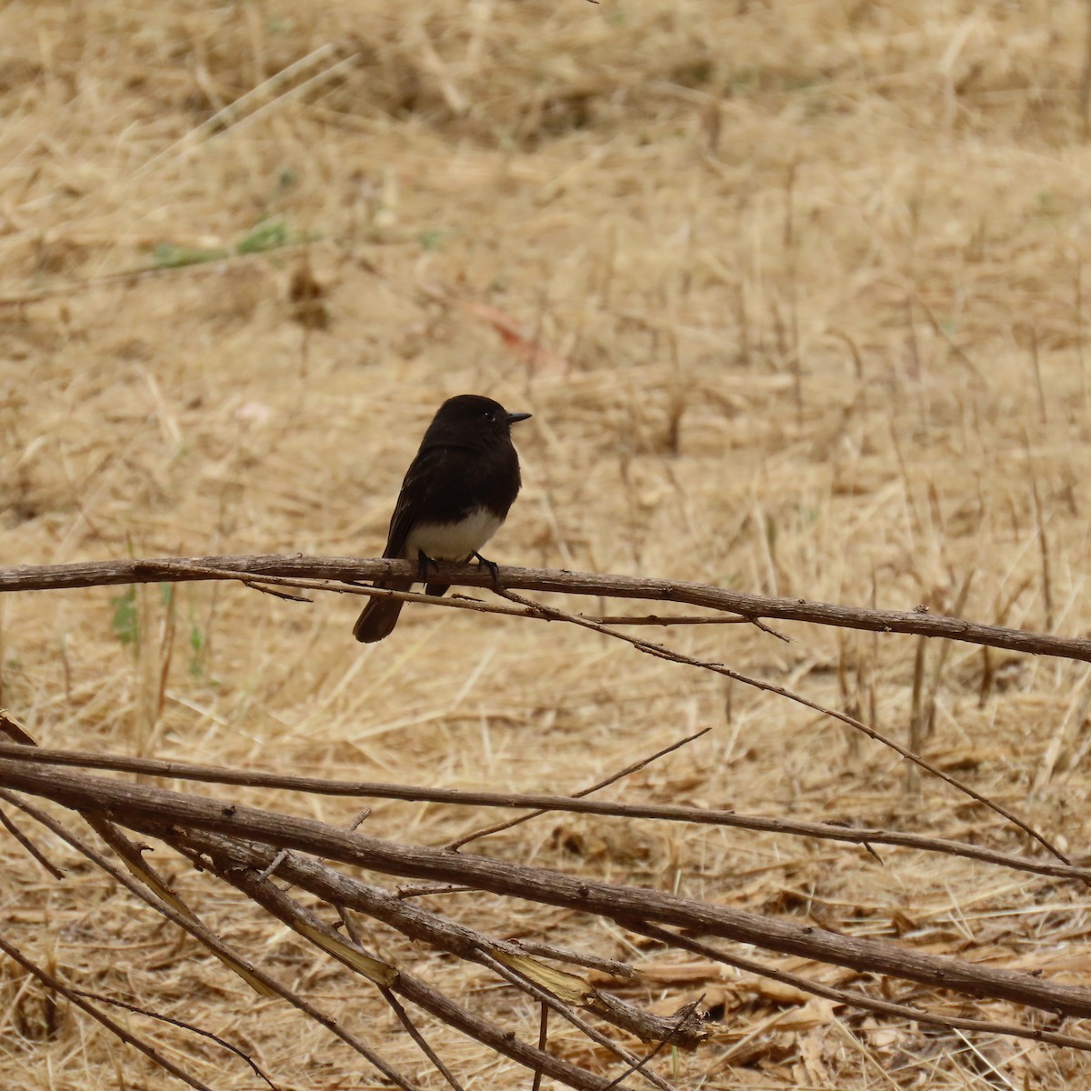 Black Phoebe - Brian Nothhelfer