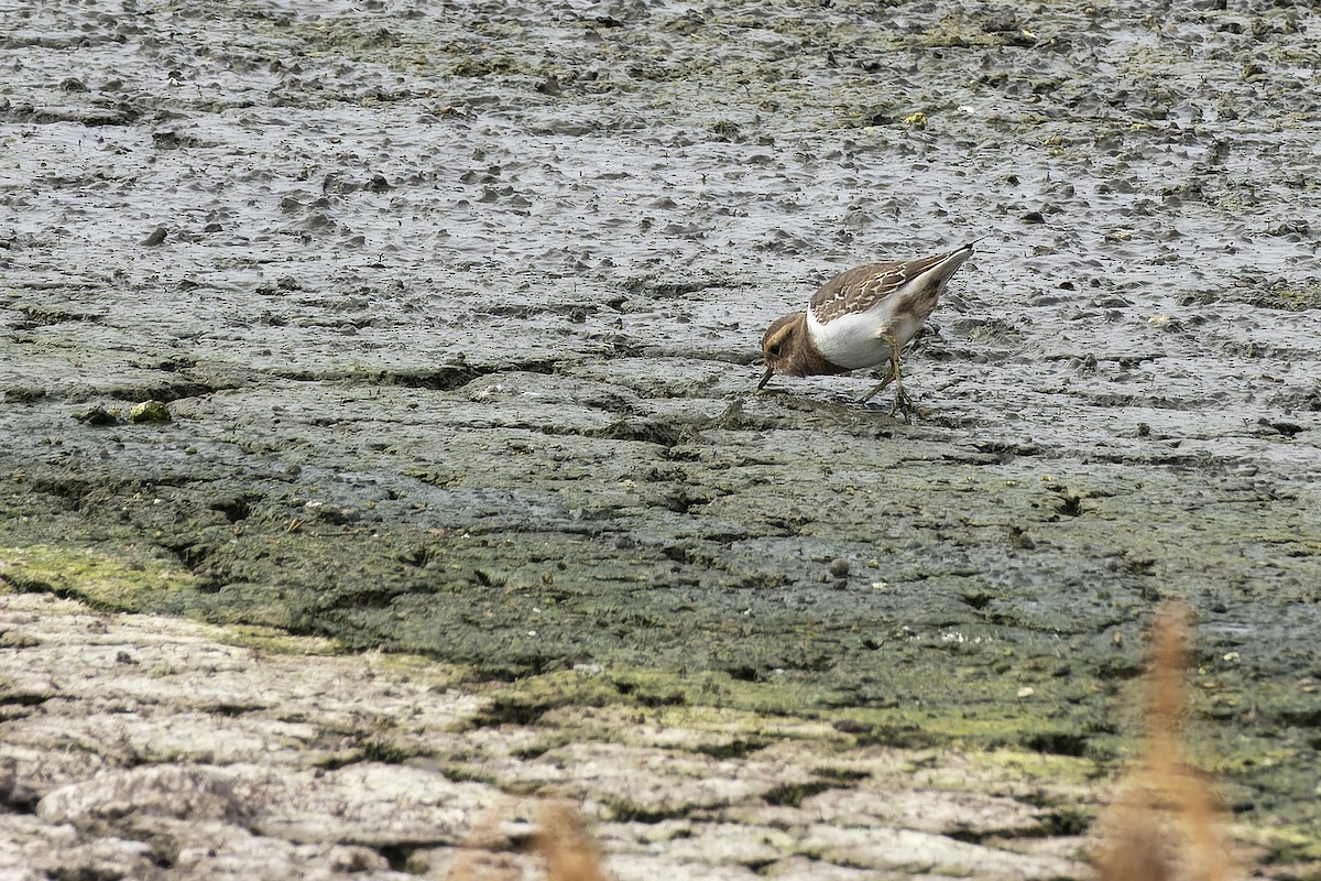 Rufous-chested Dotterel - Silvio Montani