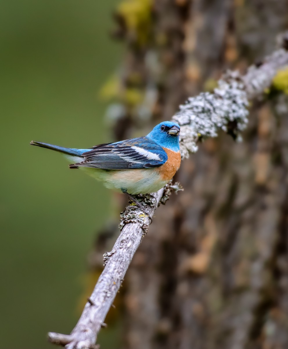 Lazuli Bunting - Andrew Thomas 🦅🪶