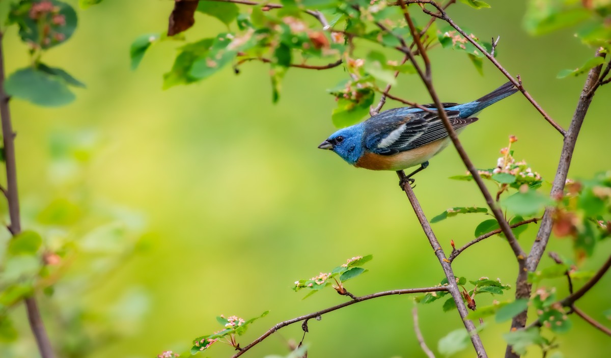 Lazuli Bunting - Andrew Thomas 🦅🪶