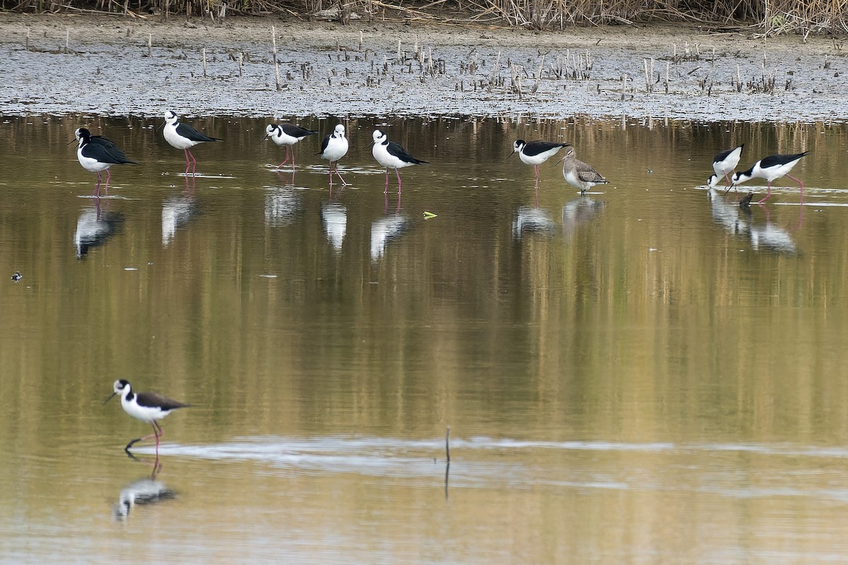 Hudsonian Godwit - Silvio Montani