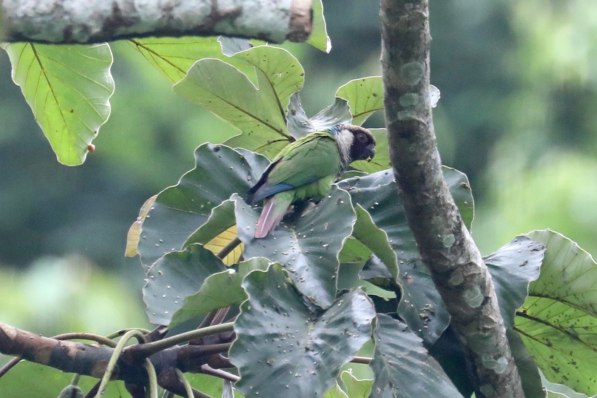 Gray-breasted Parakeet - ML619586692