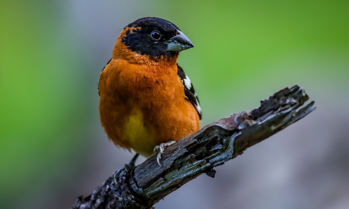 Black-headed Grosbeak - Andrew Thomas 🦅🪶