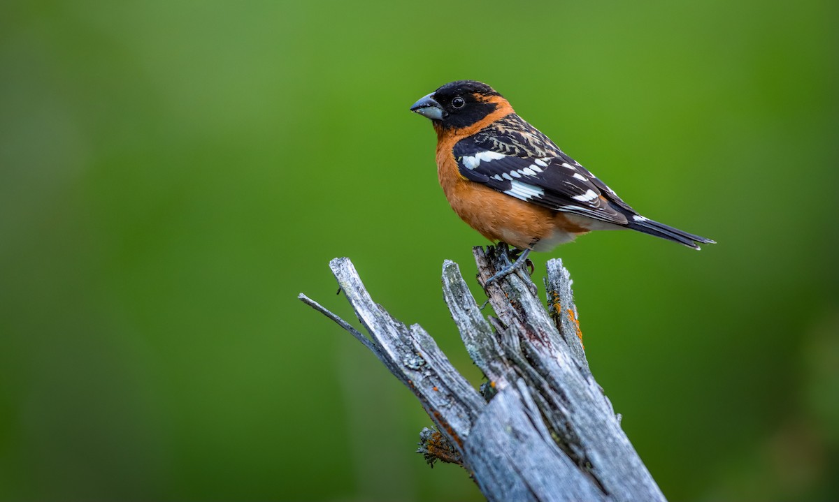 Black-headed Grosbeak - Andrew Thomas 🦅🪶