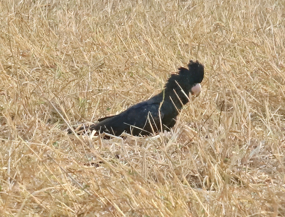 Red-tailed Black-Cockatoo - Constance Vigno