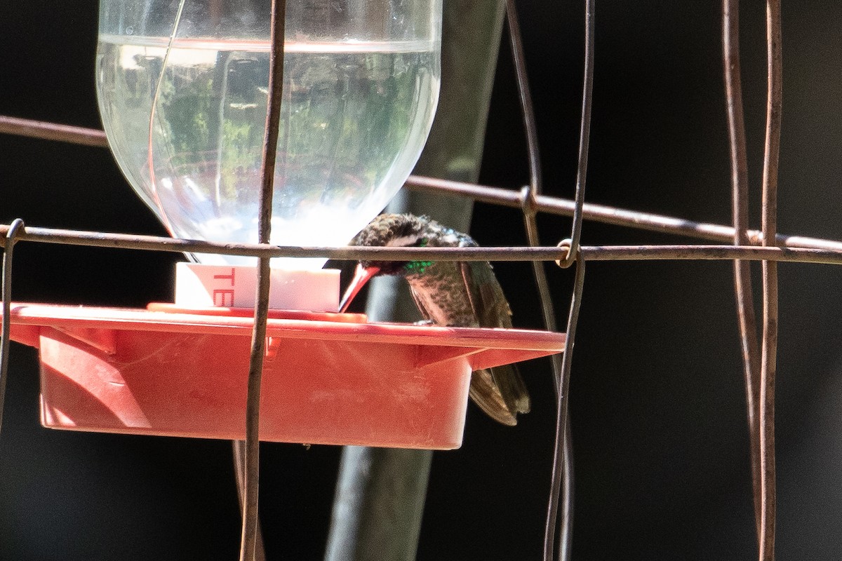 White-eared Hummingbird - Tracy McCarthey