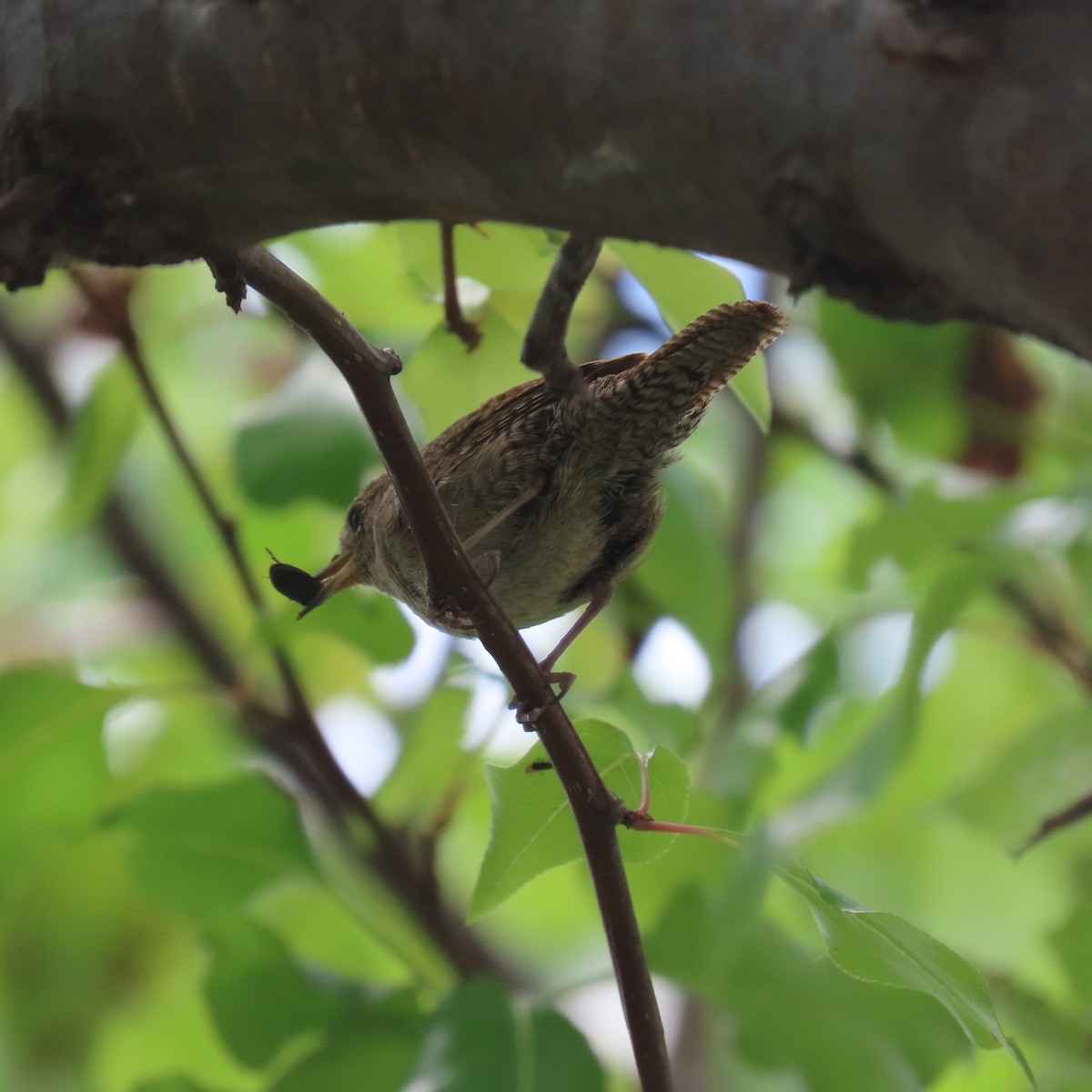 House Wren - Brian Nothhelfer