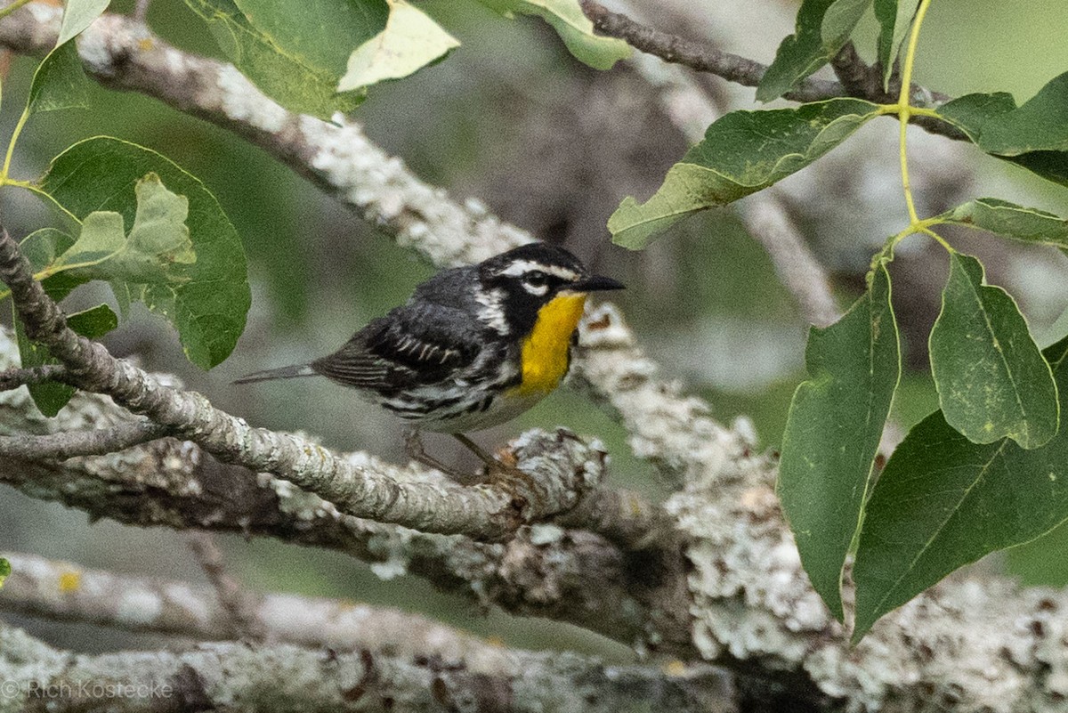 Yellow-throated Warbler - Rich Kostecke