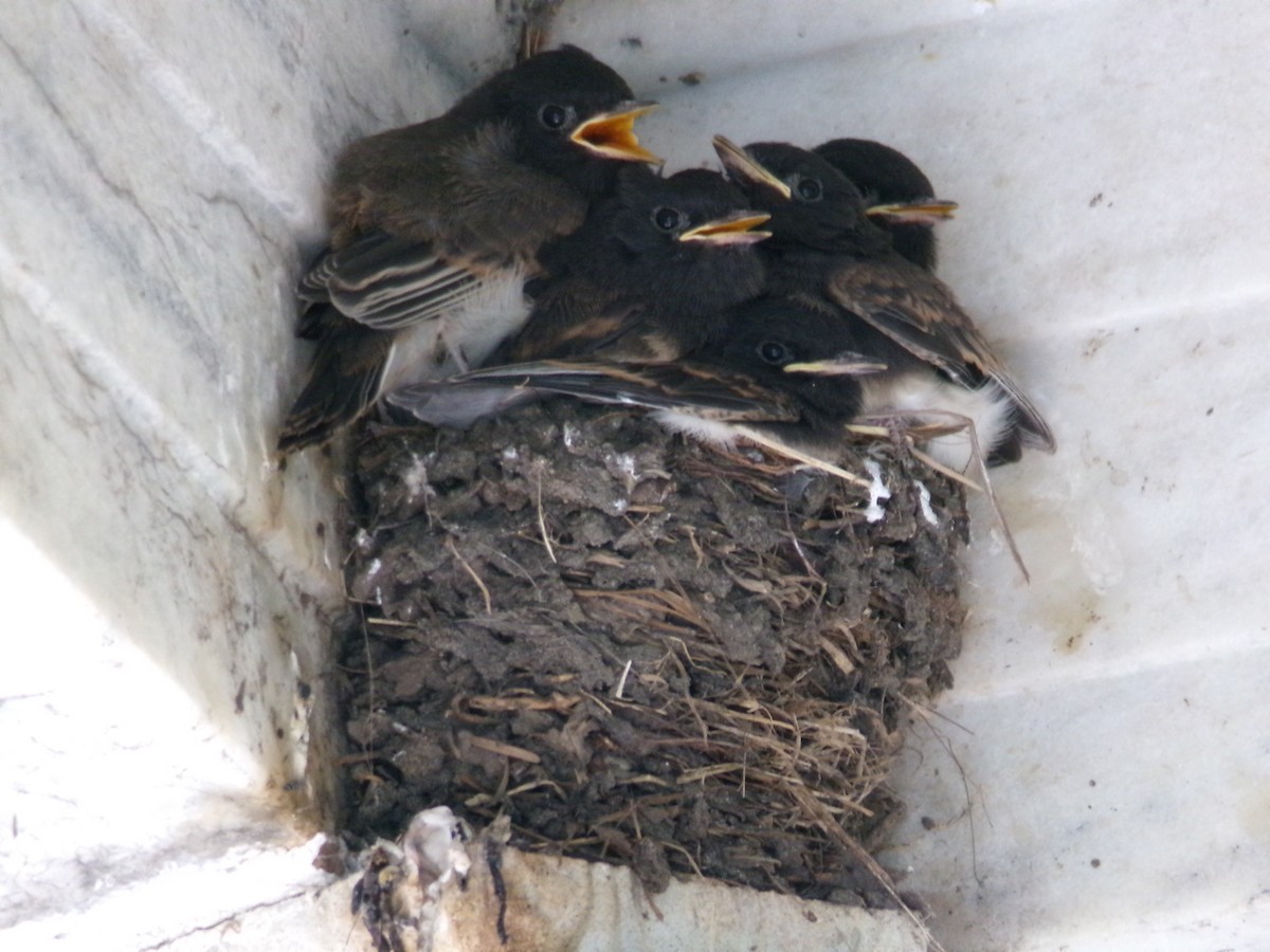 Black Phoebe - Ross Rabkin