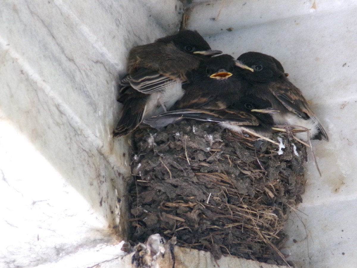 Black Phoebe - Ross Rabkin