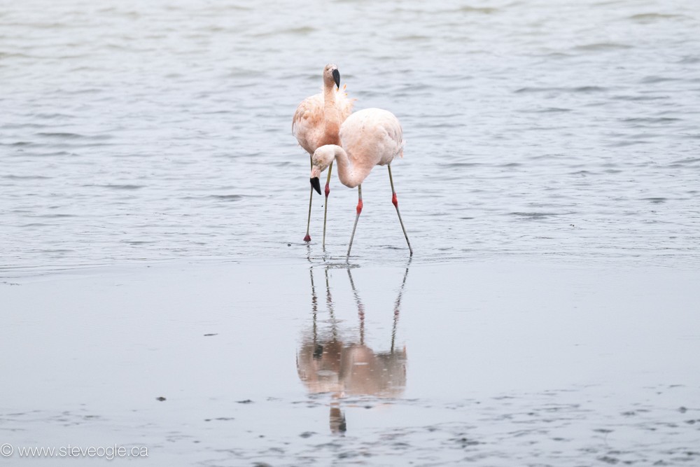 Chilean Flamingo - ML619586707