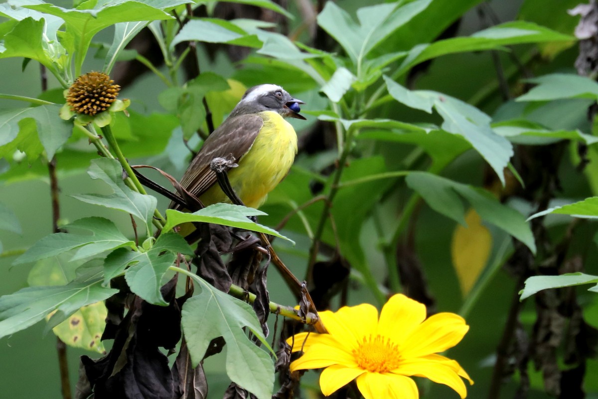 Social Flycatcher - Stephen Gast