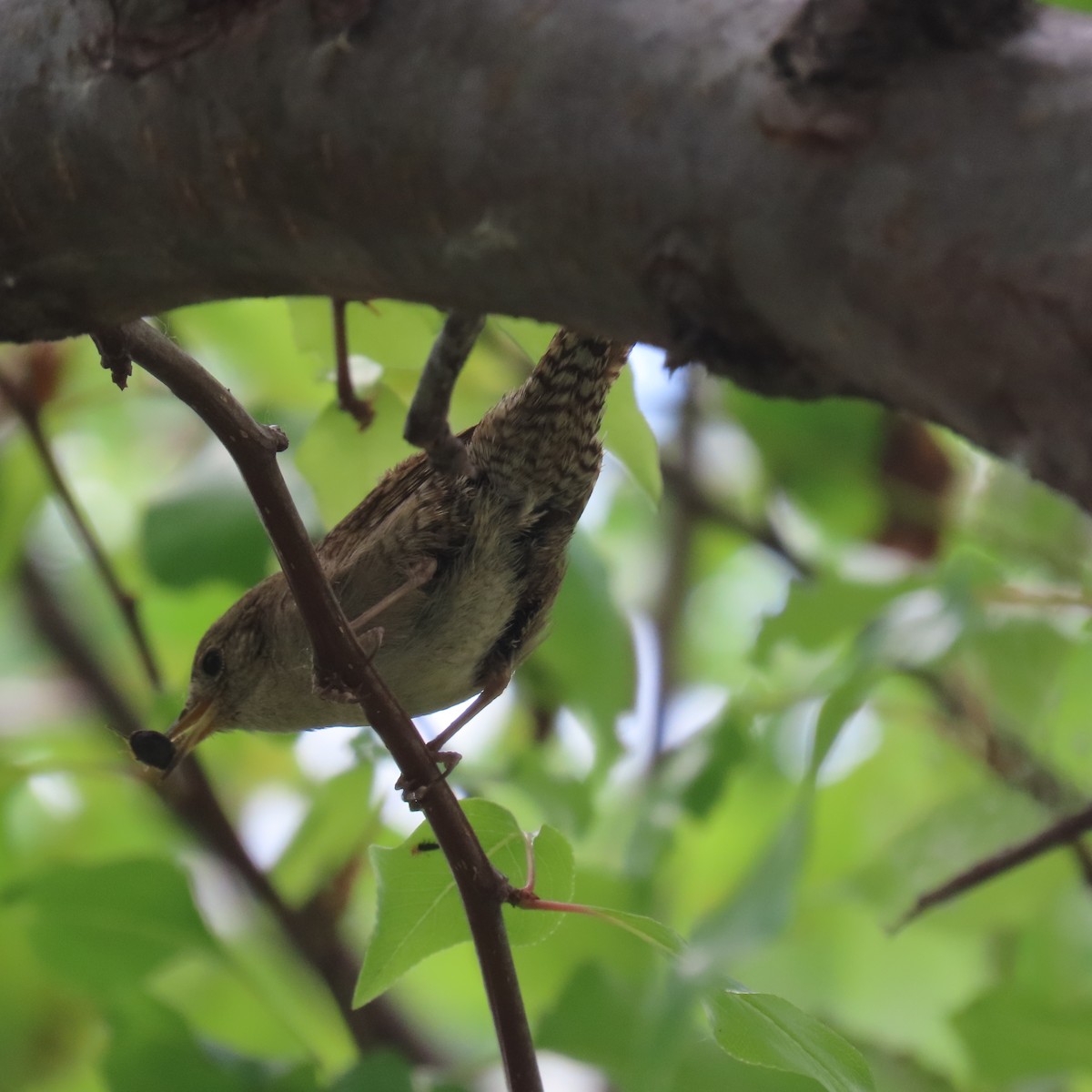 House Wren - Brian Nothhelfer