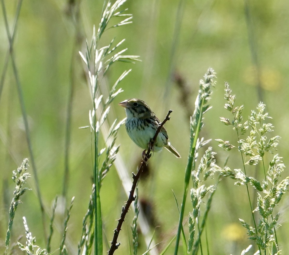 Henslow's Sparrow - Linda Stwora