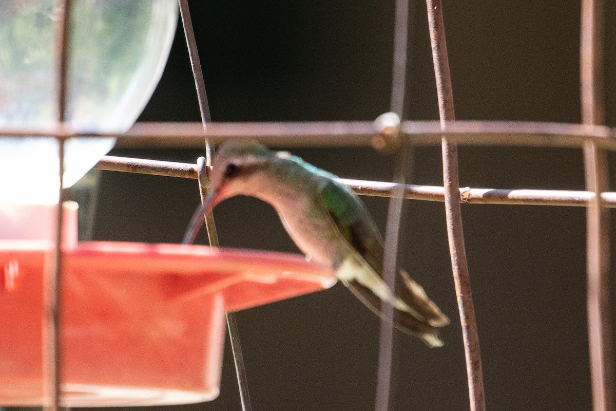 Broad-billed Hummingbird - Tracy McCarthey
