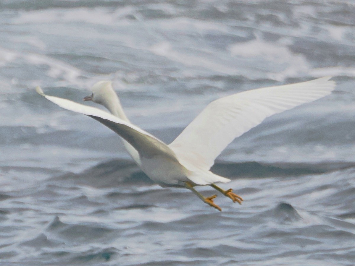 Pacific Reef-Heron - Charles Lam