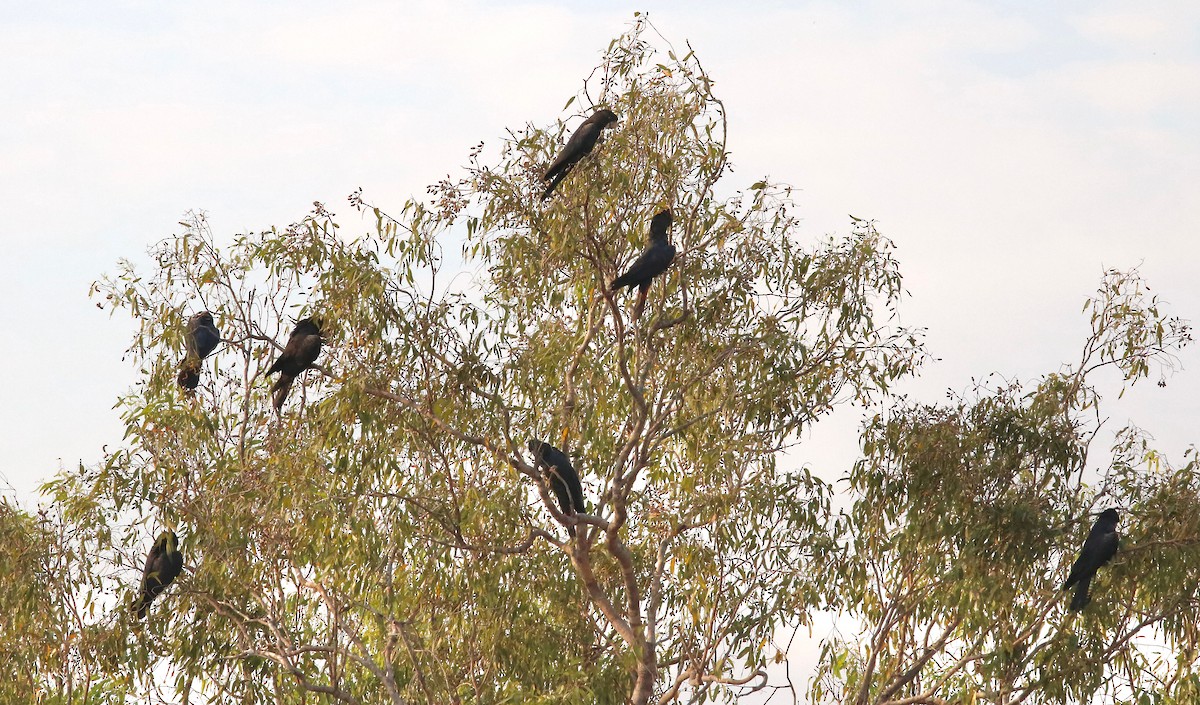 Red-tailed Black-Cockatoo - Constance Vigno