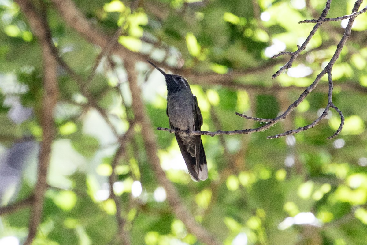 kolibřík blankytohrdlý - ML619586718