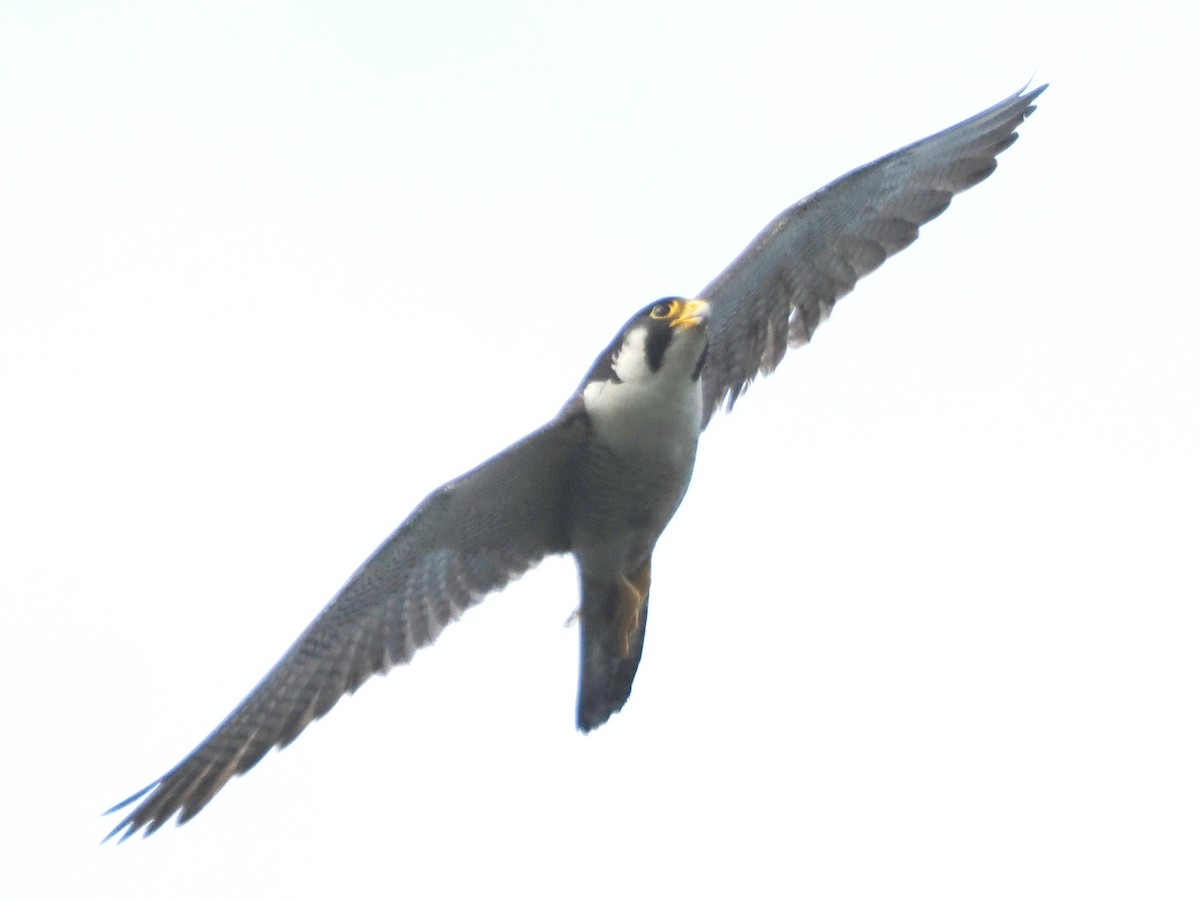 Peregrine Falcon - Charles Lam