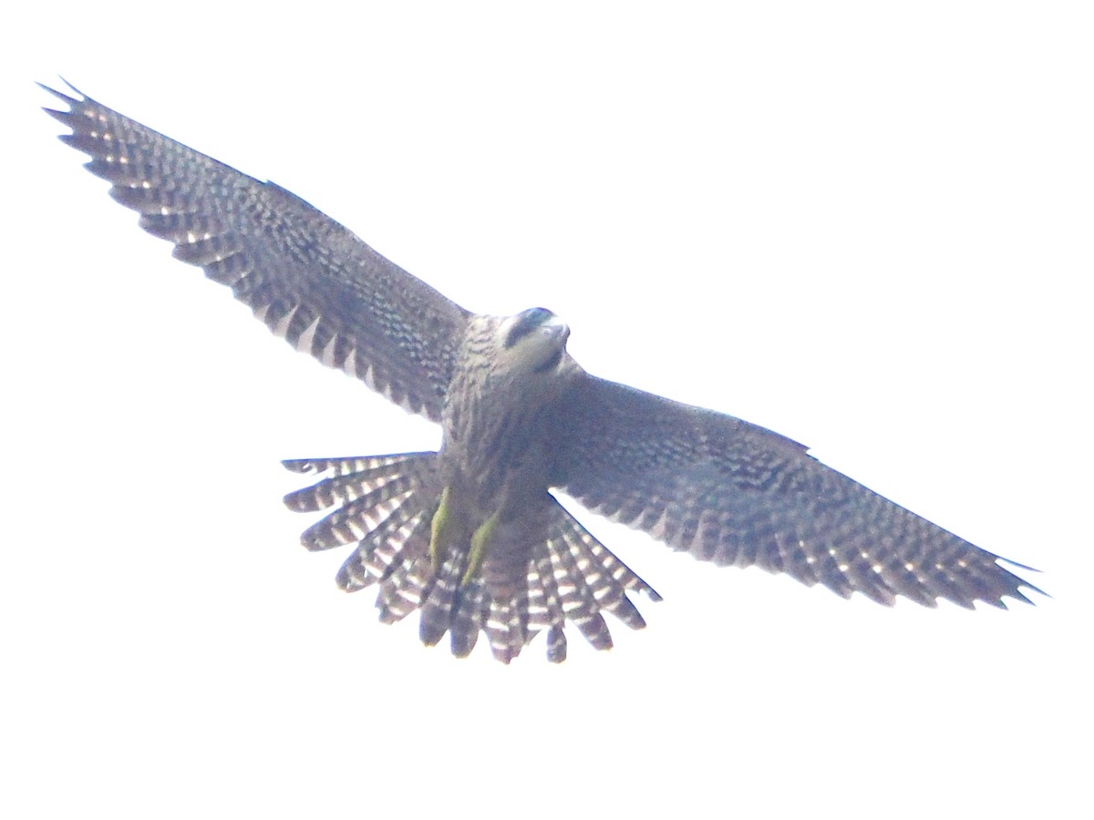 Peregrine Falcon - Charles Lam