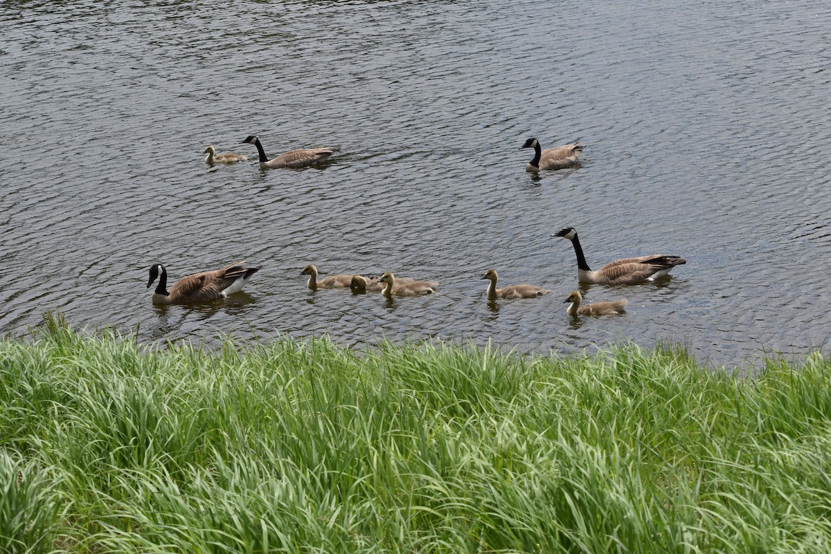 Canada Goose - Marty Hoag