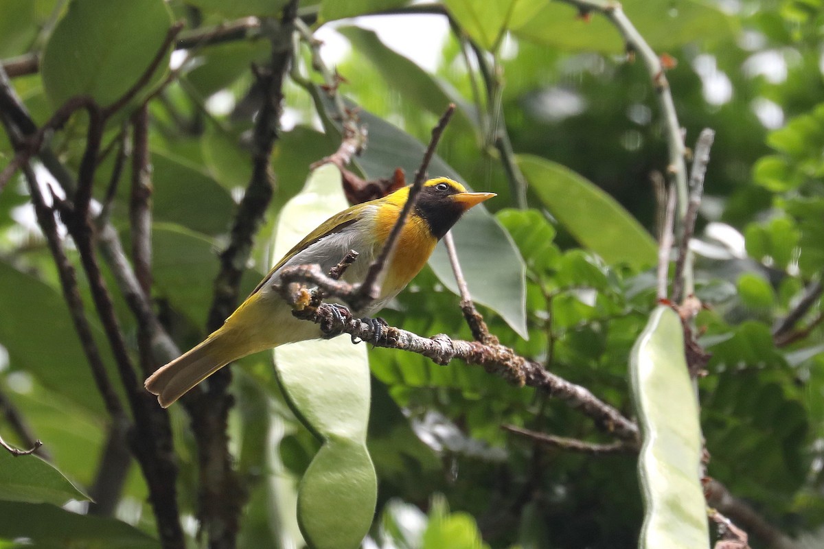 Guira Tanager - Stephen Gast