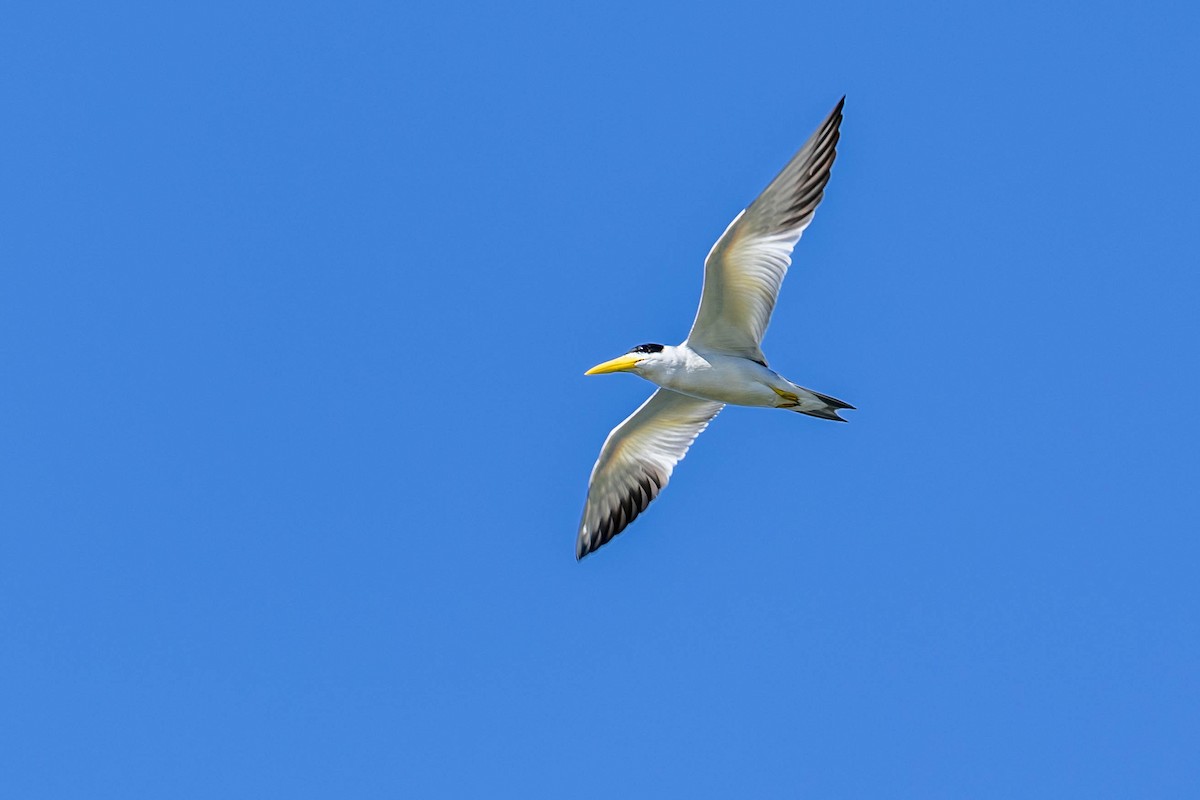 Large-billed Tern - Fernando Calmon