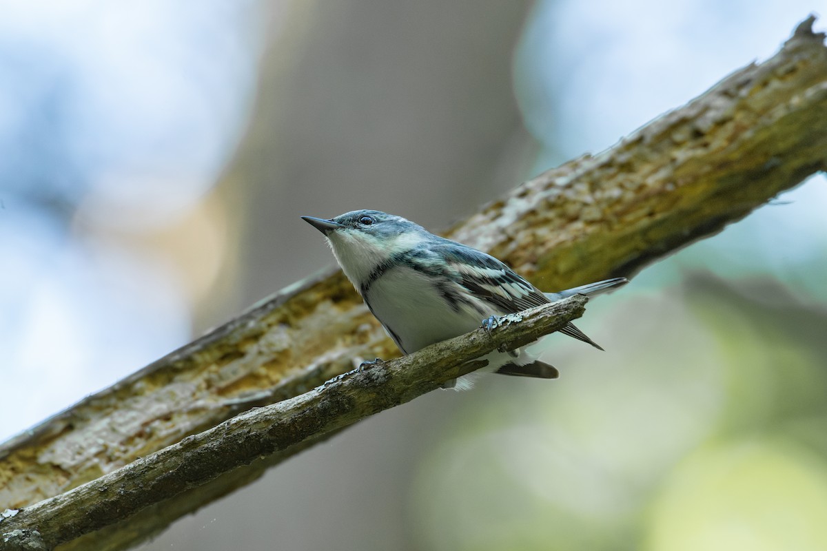 Cerulean Warbler - Alton Spencer