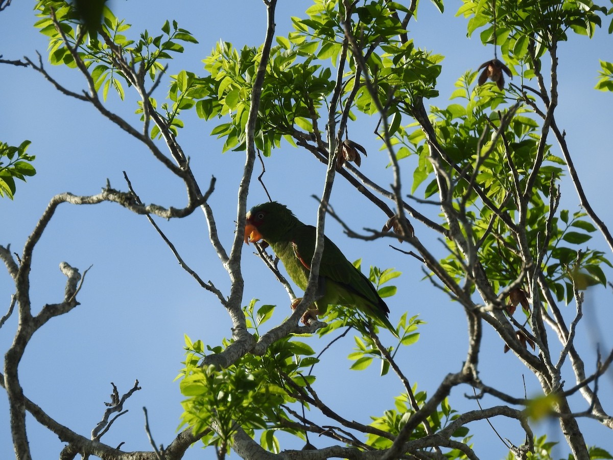 White-fronted Parrot - ML619586742
