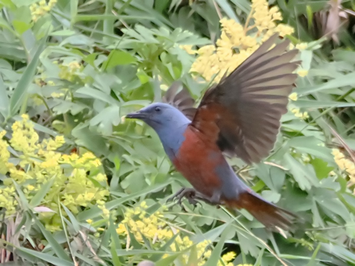 Blue Rock-Thrush - Charles Lam