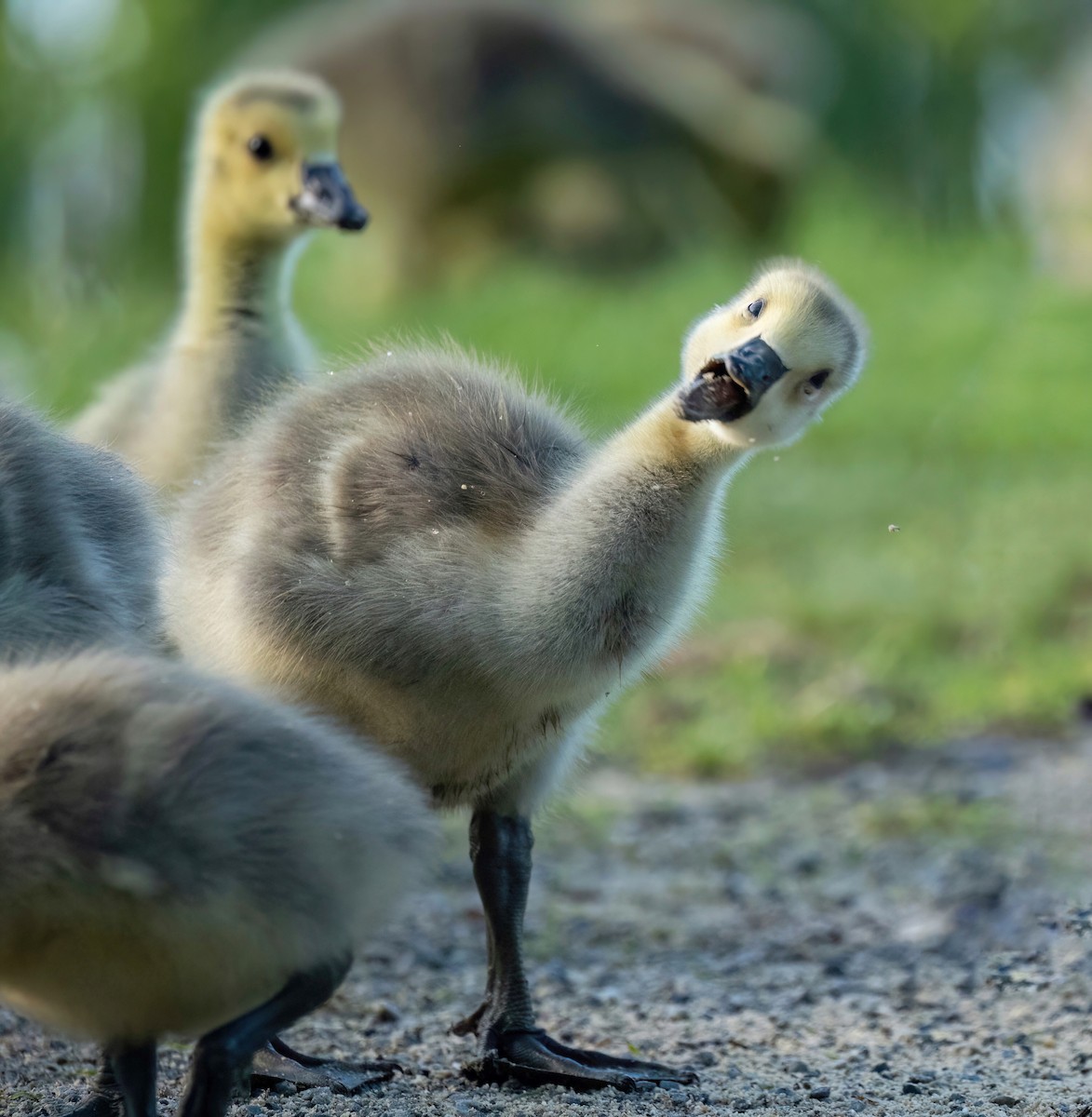 Canada Goose - Julie Paquette