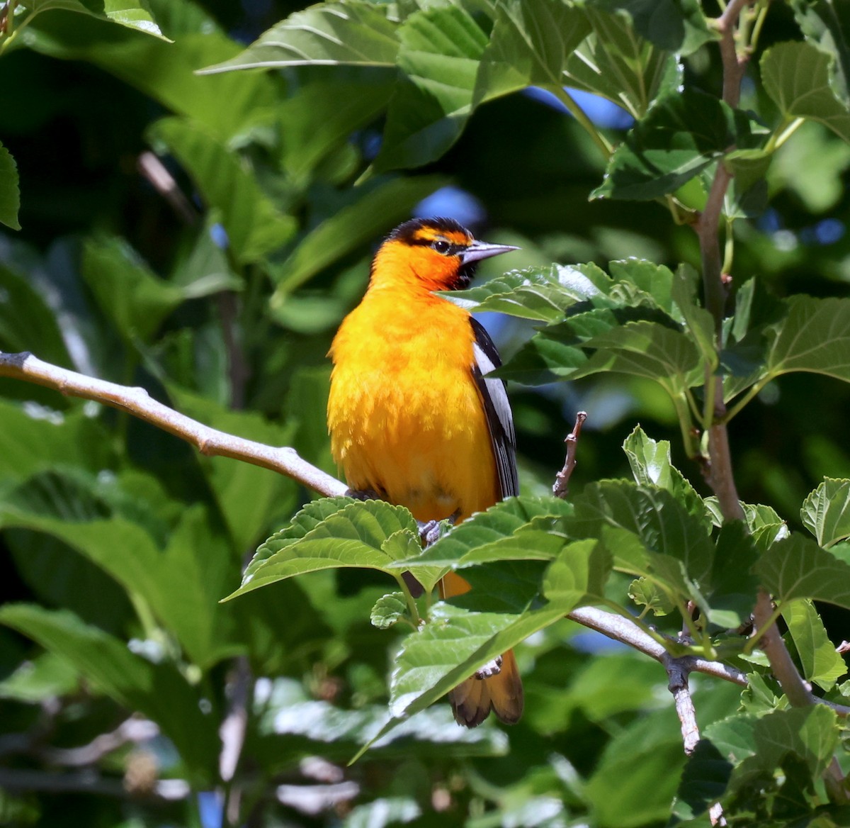 Bullock's Oriole - Bryan Flaig