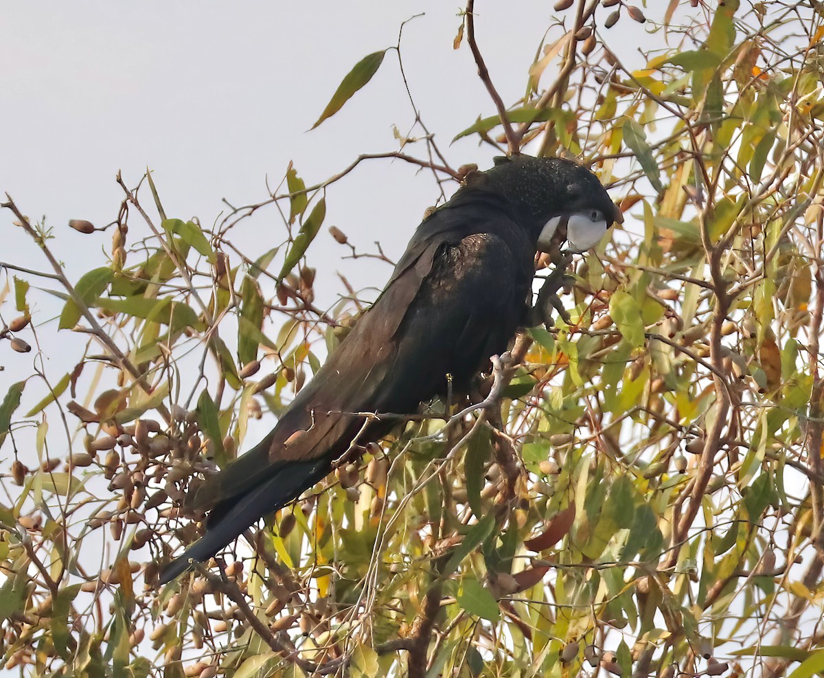 Red-tailed Black-Cockatoo - Constance Vigno