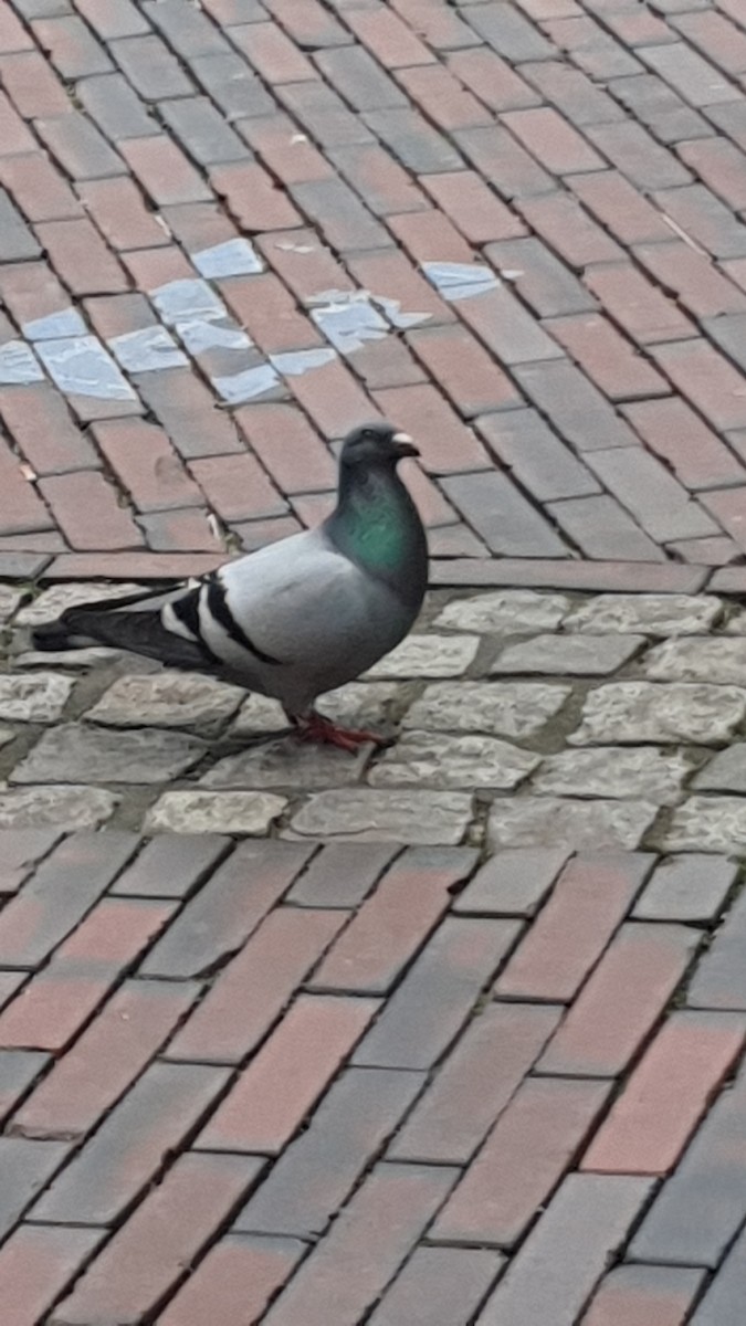 Rock Pigeon (Feral Pigeon) - ML619586759