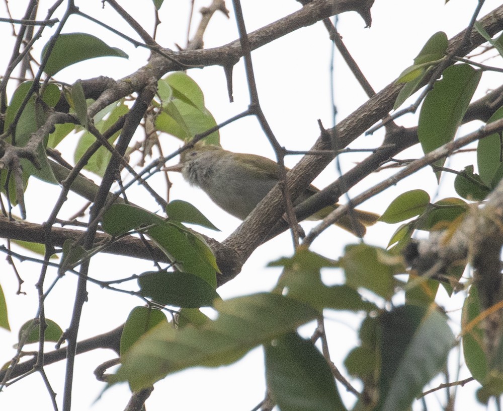 Yuhina Ventriblanca - ML619586761