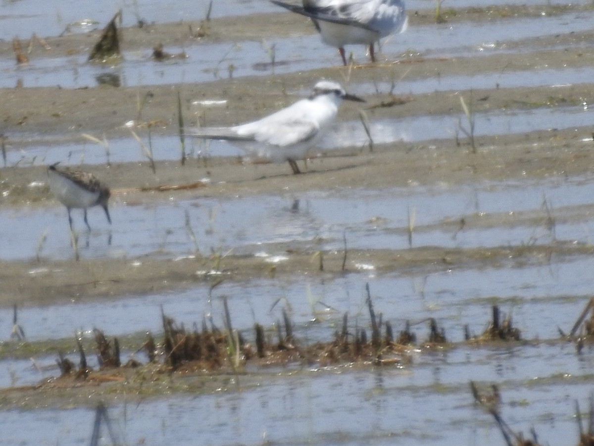 tern sp. - Laura Mae