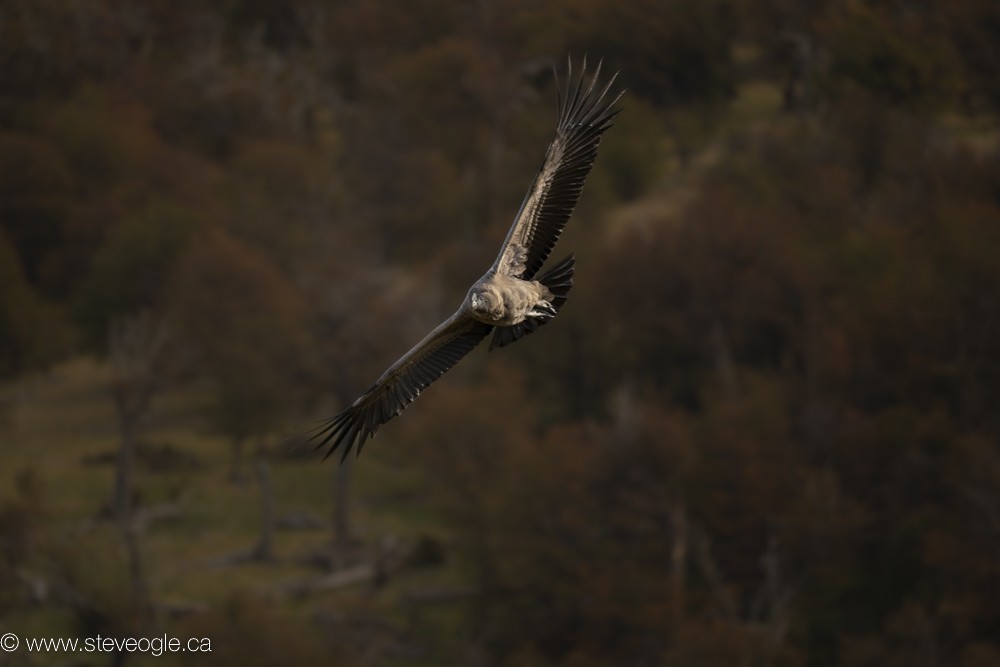 Andean Condor - Steve Ogle
