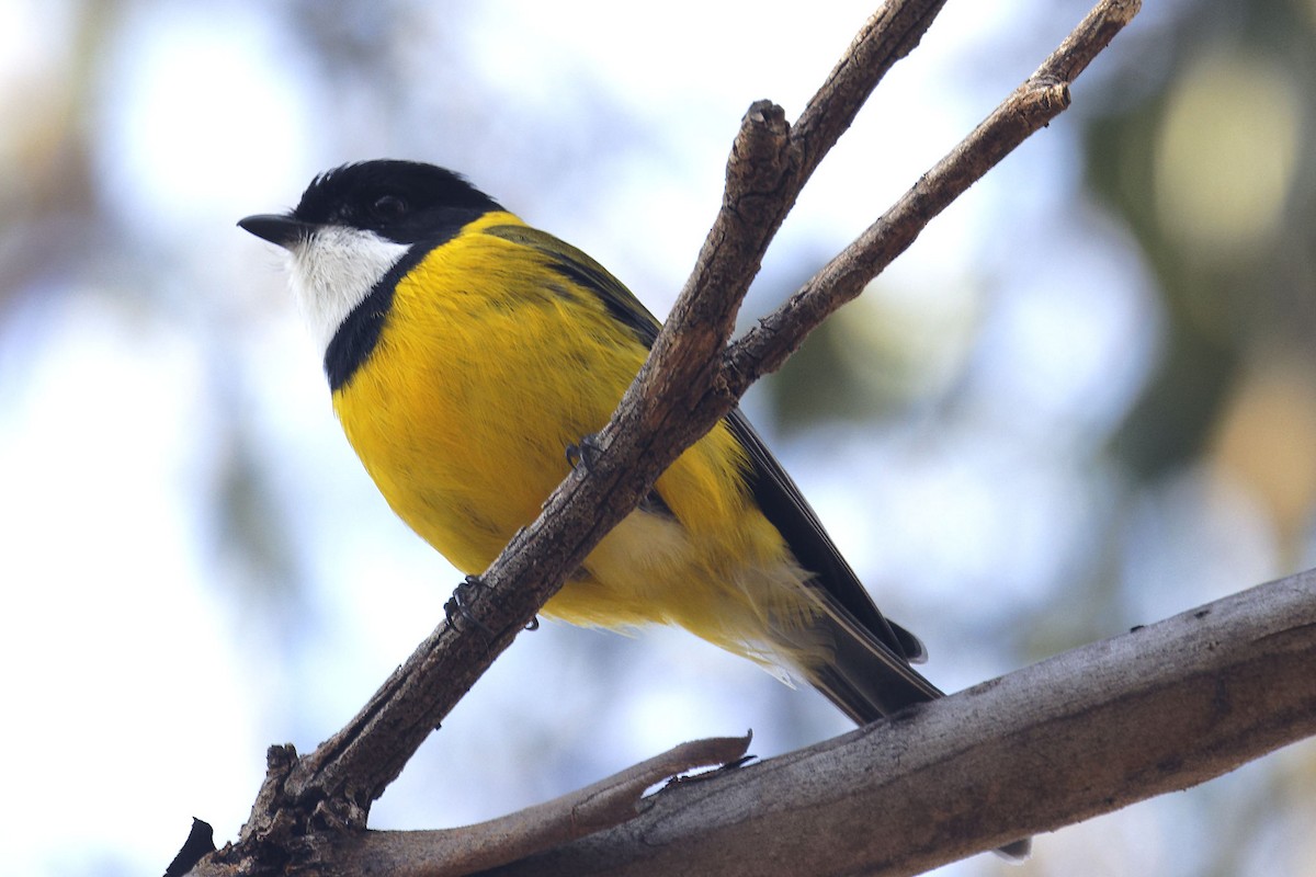 Golden Whistler - Paul Barden