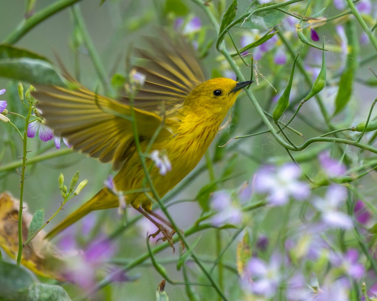 Yellow Warbler - Jhoneil Centeno