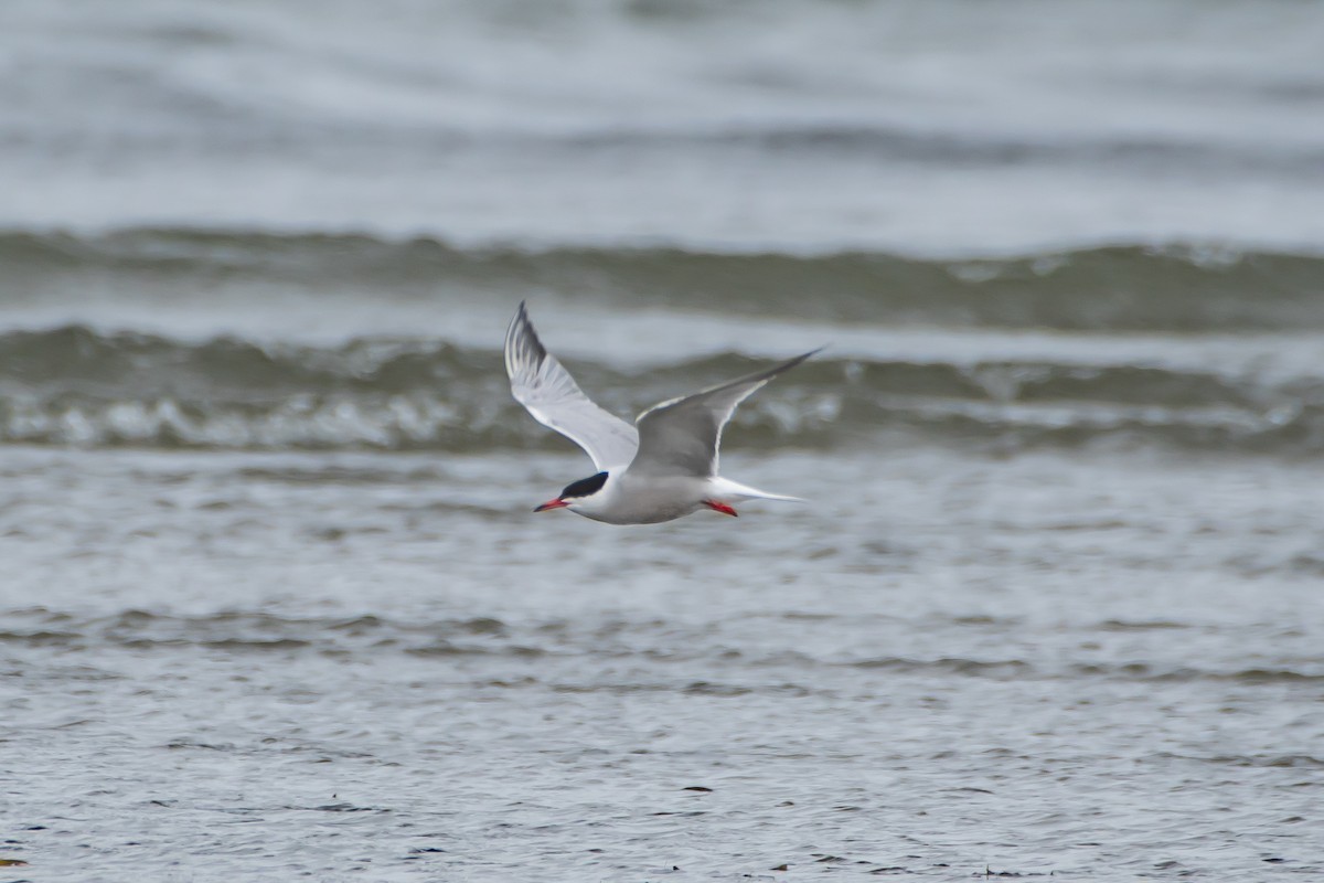 Common Tern - Brandon Lloyd