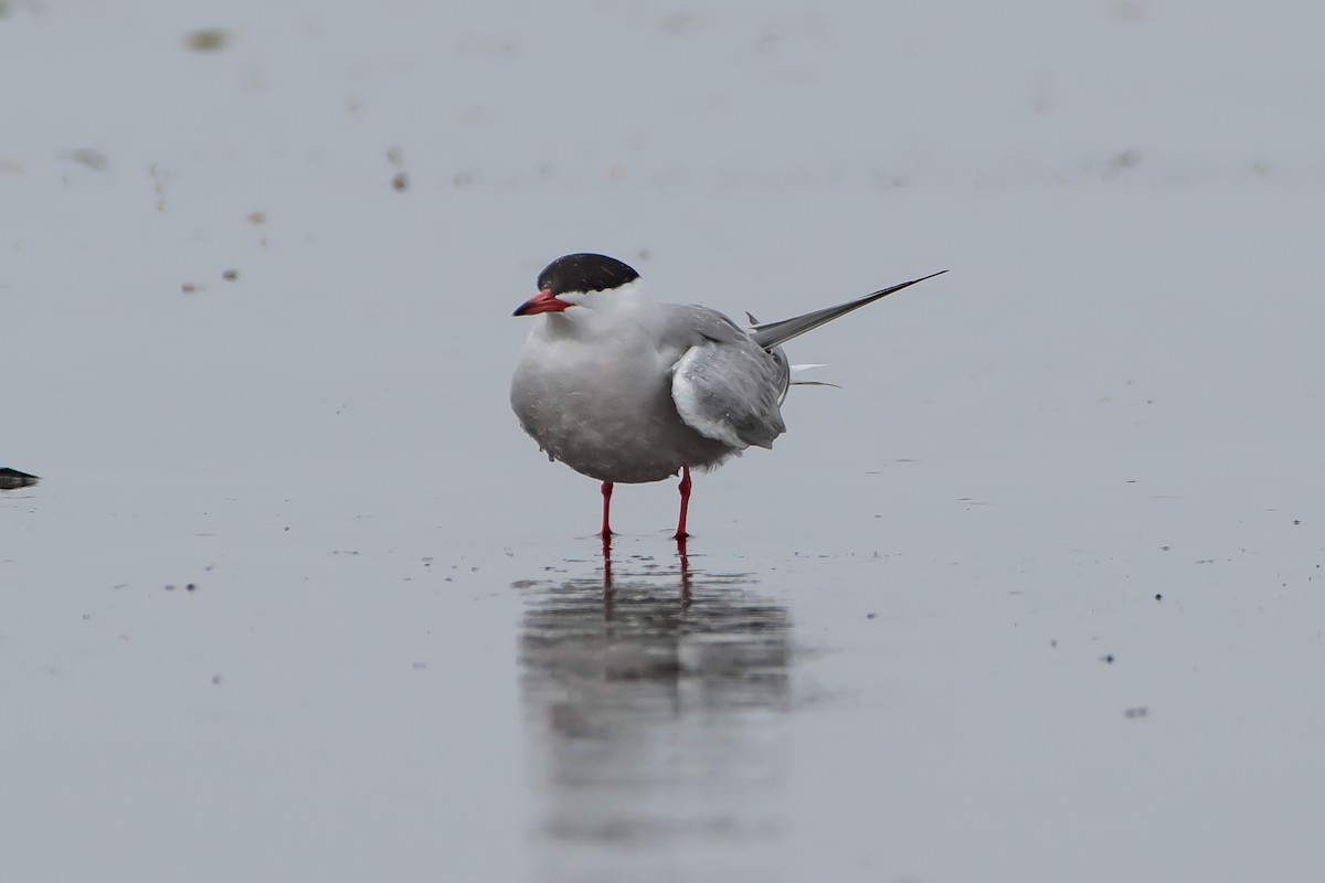 Common Tern - Brandon Lloyd