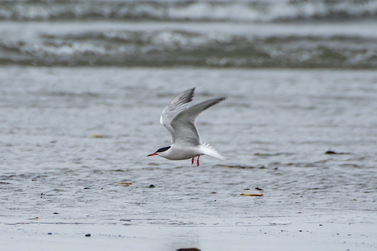 Common Tern - Brandon Lloyd