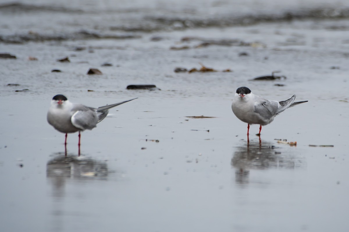 Common Tern - Brandon Lloyd